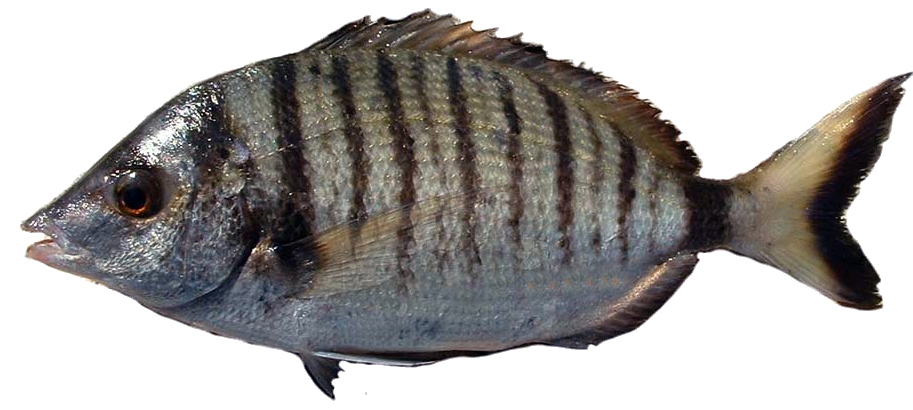 Diplodus puntazzo_05.jpg